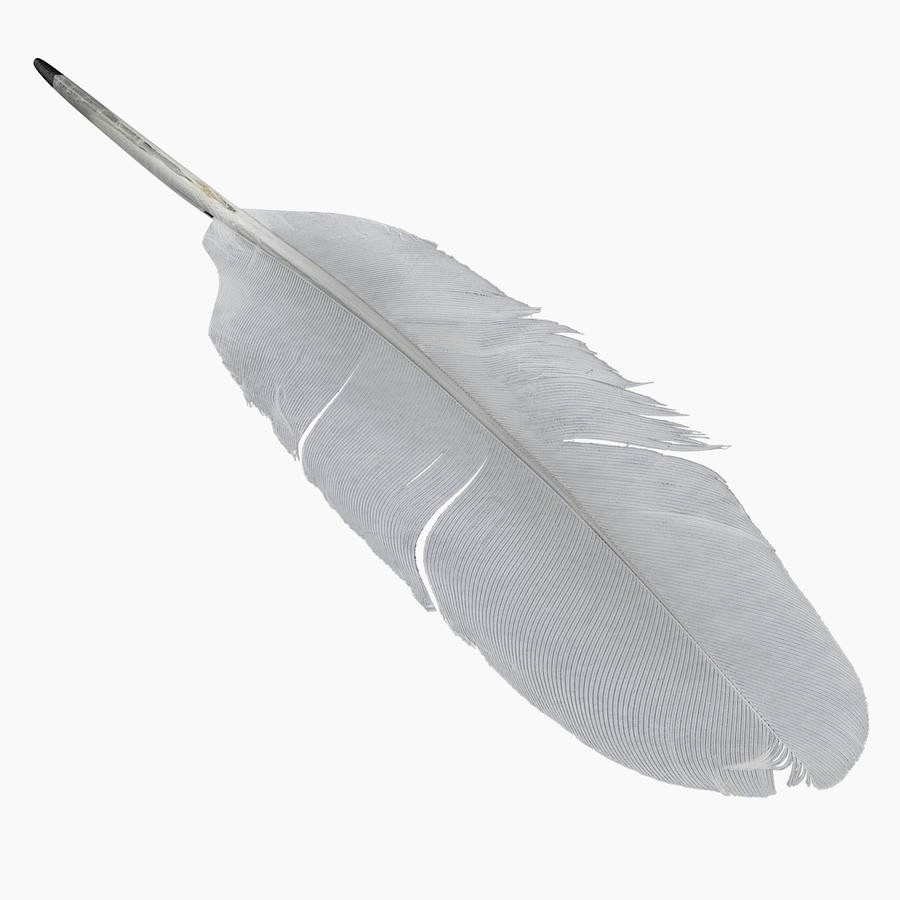 White Goose Feather