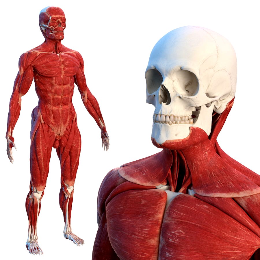 Male Skeleton and Muscular System