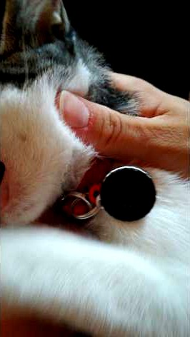 collar gato bic oreo by danny3713
