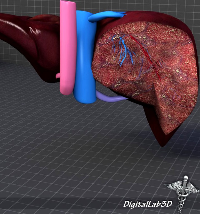 Liver Anatomy3d model