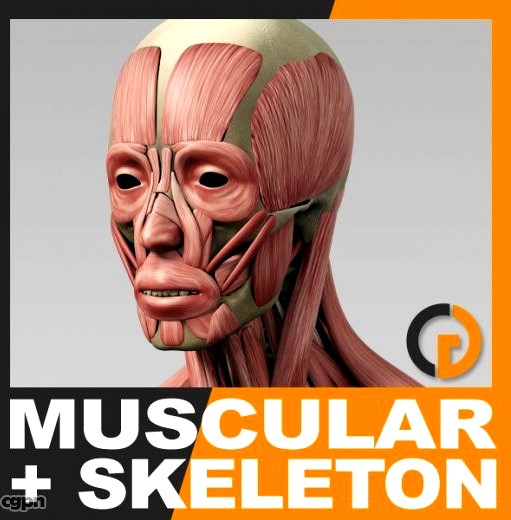 Human Muscular System and Skeleton - Anatomy3d model