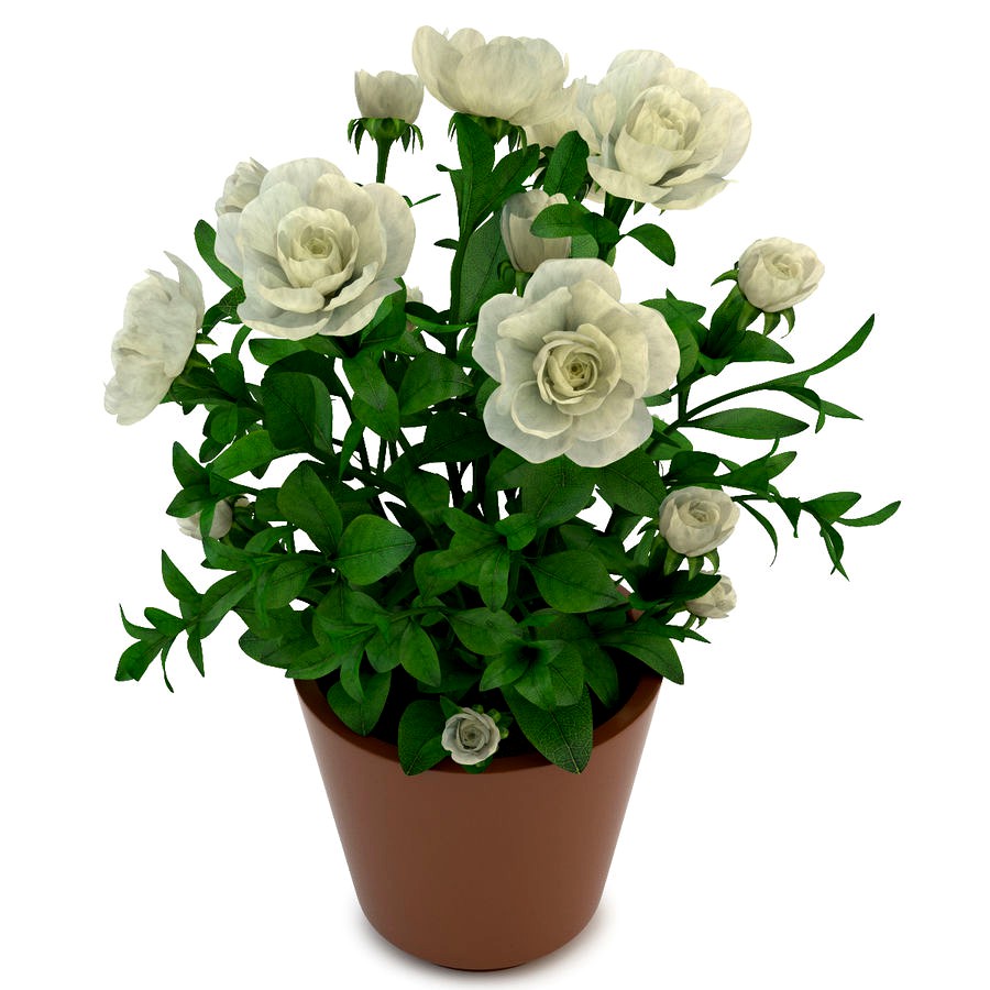 Gardenia White