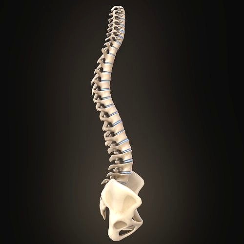 Spine anatomy spinal column