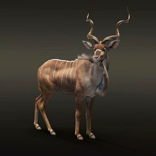 Greater Kudu Male Animated