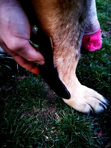 Dog carpal splint by SnowMan90