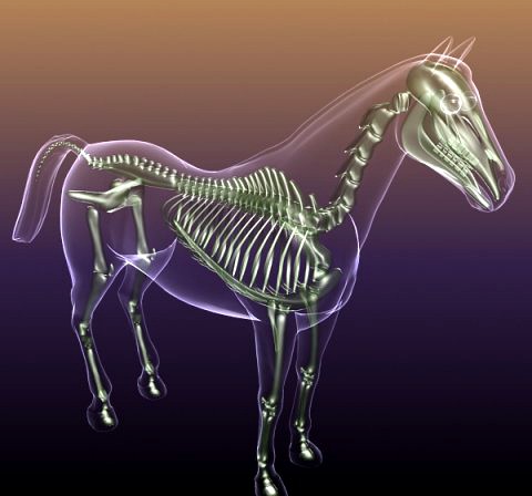 Horse Skeleton Anatomy in transparent Body 3D Model