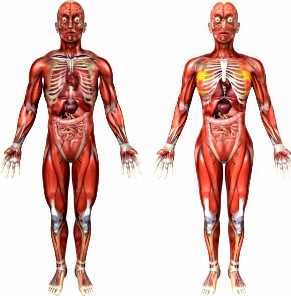 Human Male and Female Anatomy 3D Model