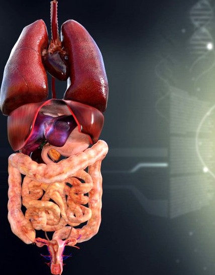 Human Female Internal Organs Anatomy 3D Model