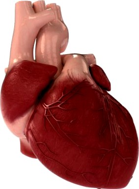 Detailed 3D Human Heart 3D Model