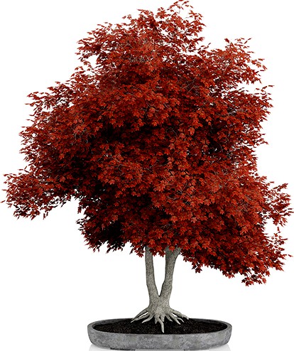 Red Bonsai Tree