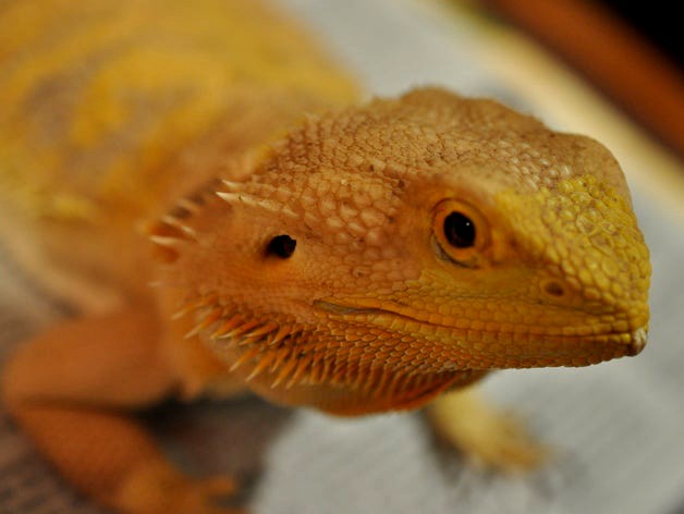 real live (bearded) dragon photoscan by Shapespeare