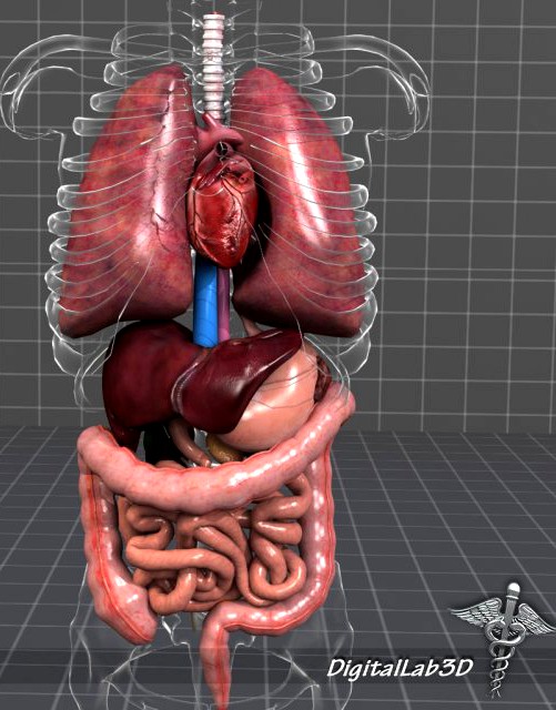 Internal Organs 3D Model