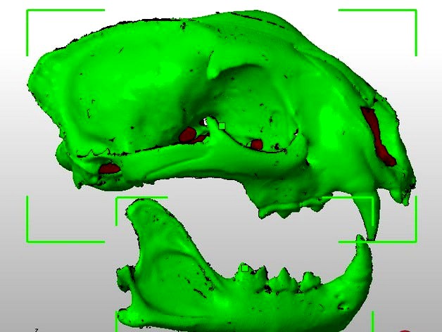 Subadalt female Cougar skull (upper & lower) by Clawsons