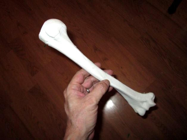 Humerus_Right Human Skeleton Upper Arm Bone by profguy