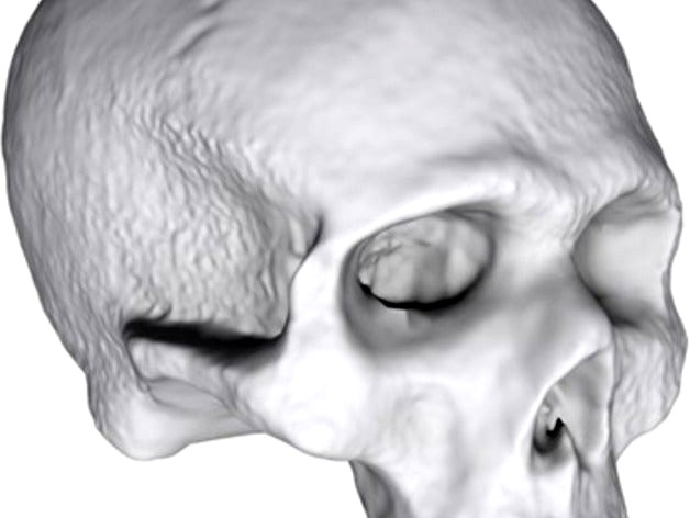 3D Scan of small skull. by Photon_Adam