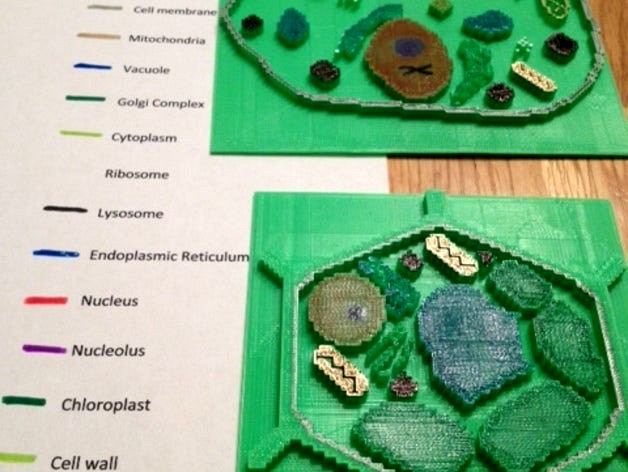 Plant and Animal Cell by Scratch