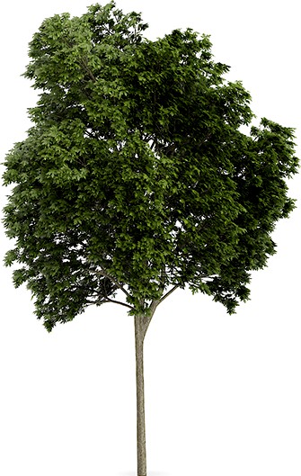 Austrian oak (Quercus cerris)