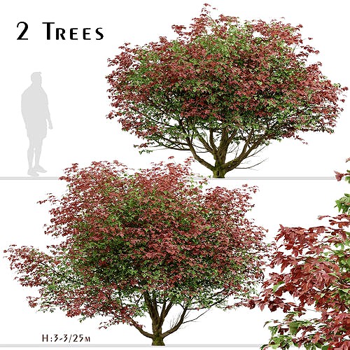 Set of Acer Japonicum Vitifolium or Moon Maple Trees - 2 Trees