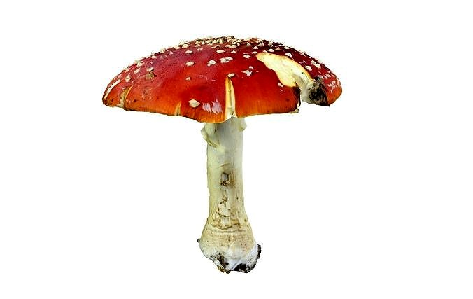 Mushroom Hd 8K