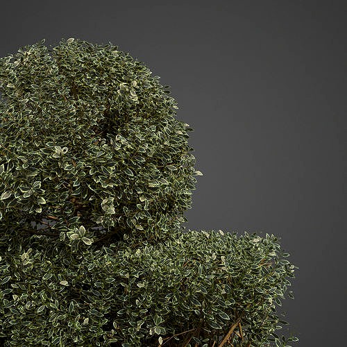 20201 PBR Golden-leaved Boxwood Collection