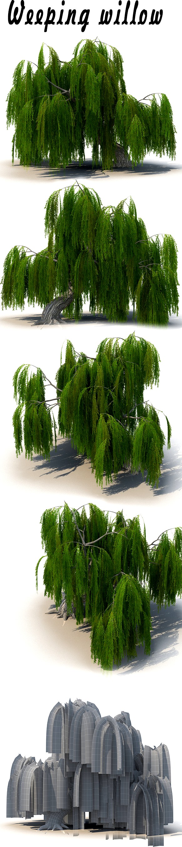 Weeping willow