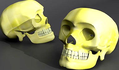 Human Skull Model