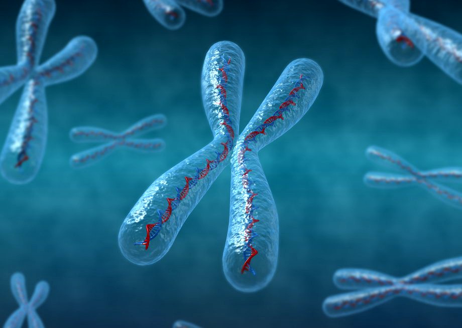 Chromosomes3d model