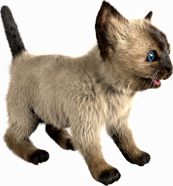 Kitten Siamese (Fur)3d model