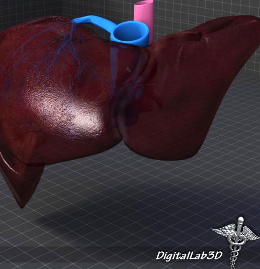 Liver Anatomy 3D Model