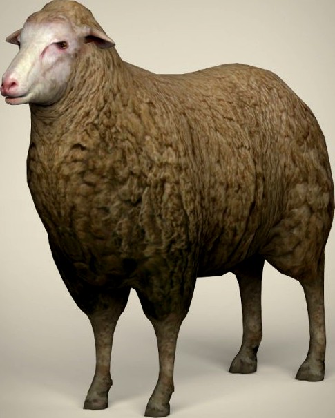 Low Poly Realistic Sheep 3D Model