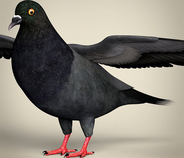 Realistic Pigeon Bird