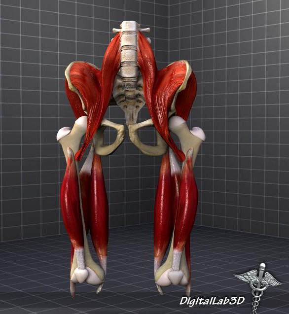 Pelvis Muscular Group 3D Model