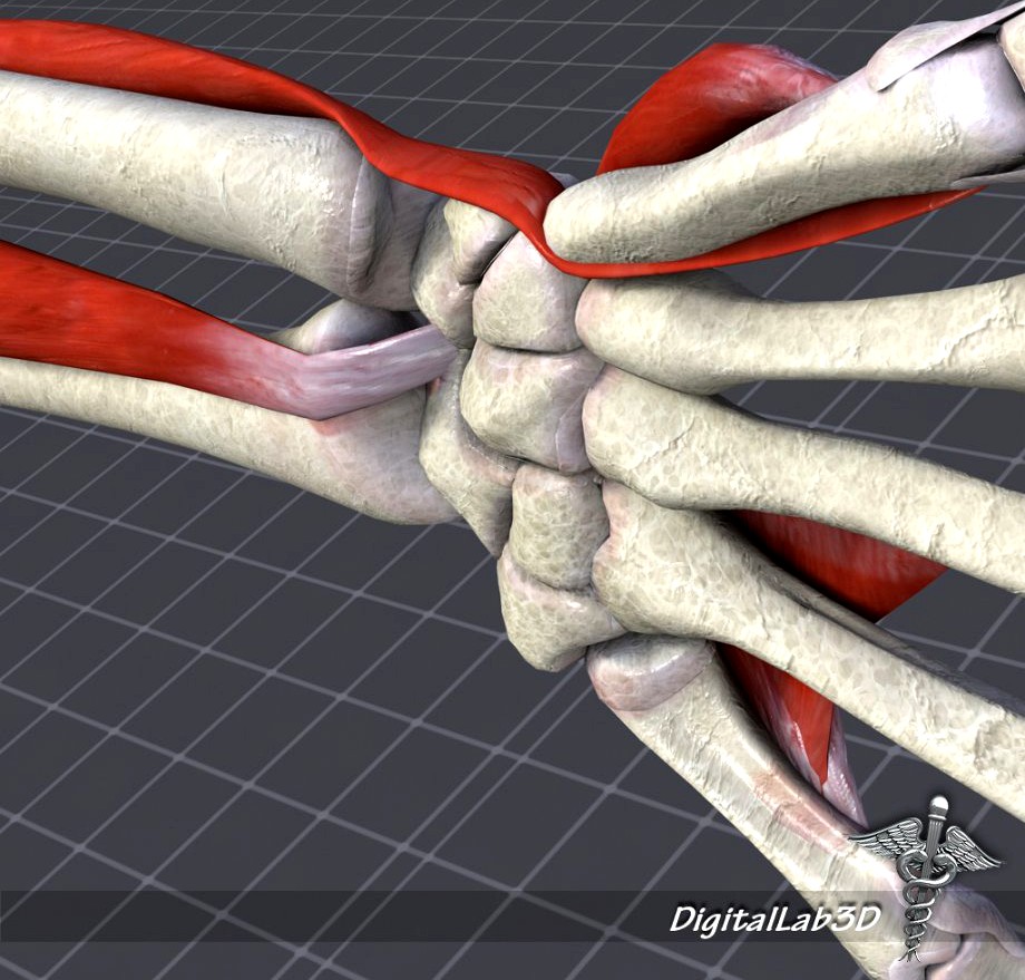 Human Wrist Bone Structure3d model