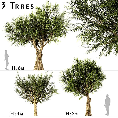 Set of Olive or Olea Europaea Trees - 3 Trees