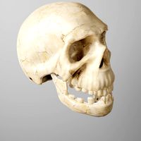 humanoid skull