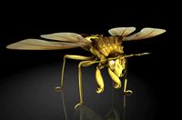 Leptopodid / Pentatomidae / stinkbug / insects/