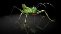 cricket \ insects
