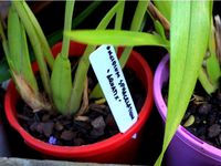 Plant label (120 × 25 × 0.60 mm) by WaveSupportApparatus