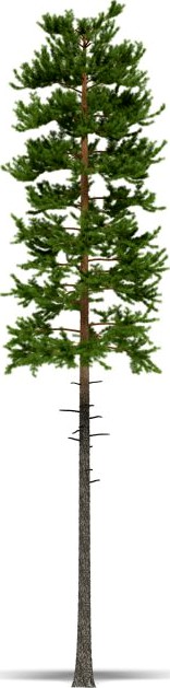 Pine 3D Model