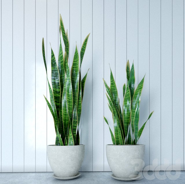 Snake Plant