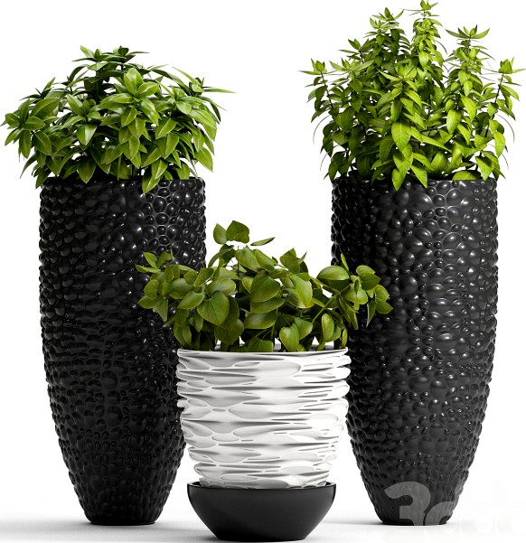 PLANT -20
