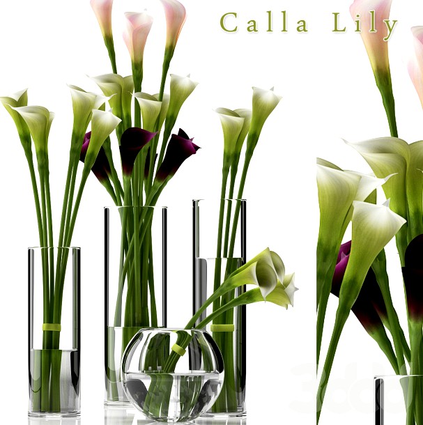 CALLA LILY 2