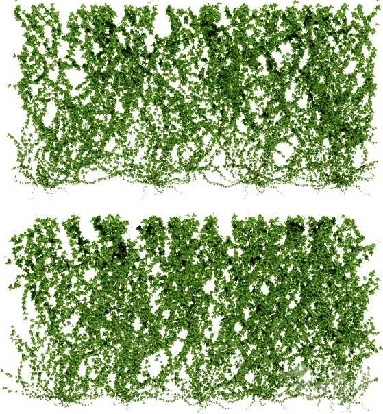 Стена из листьев плюща v4