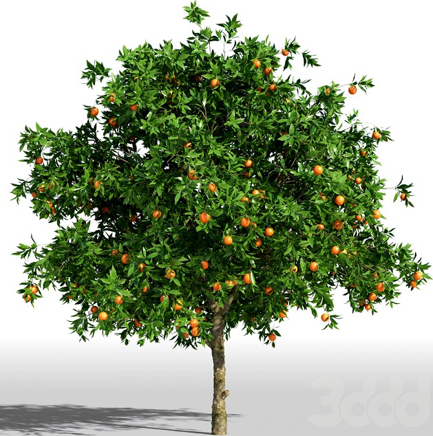 Апельсиновое дерево / Orange tree