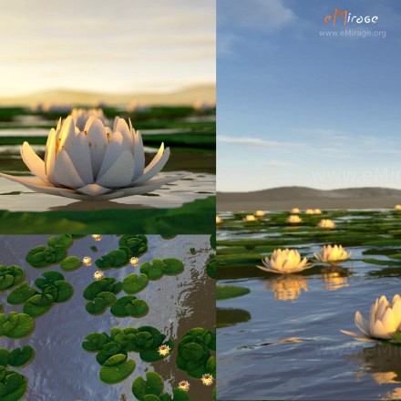 white lotus flower