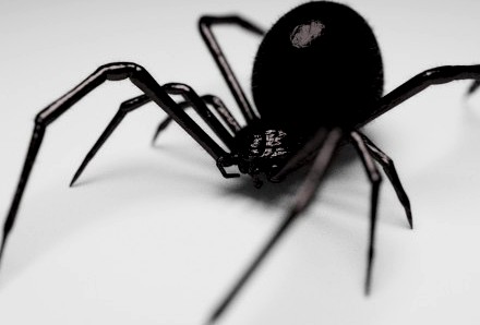 Black Widow