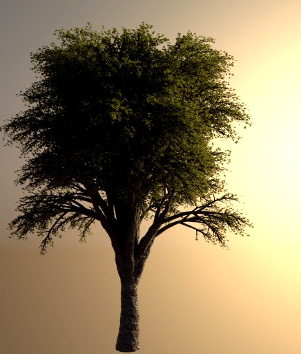 Realistic High Poly Tree