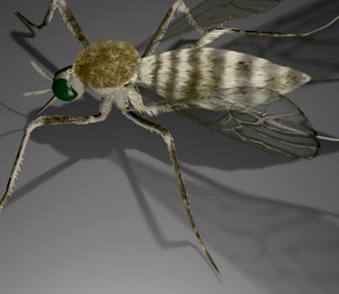 Mosquito
