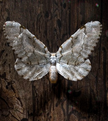 moth