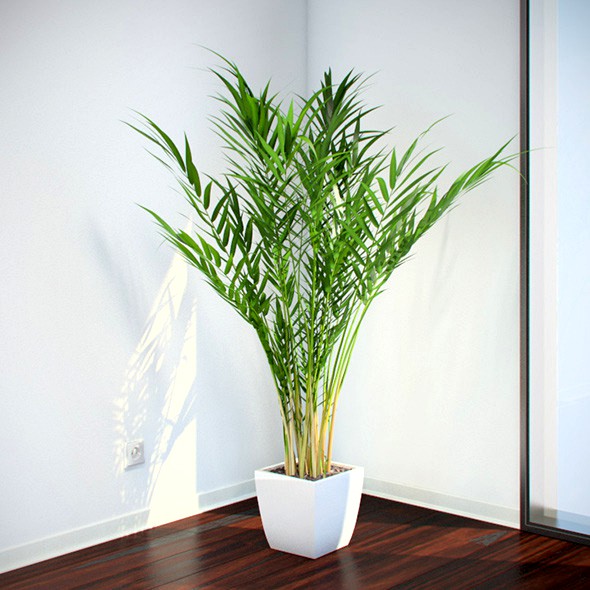 Areca Palm